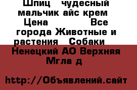 Шпиц - чудесный мальчик айс-крем › Цена ­ 20 000 - Все города Животные и растения » Собаки   . Ненецкий АО,Верхняя Мгла д.